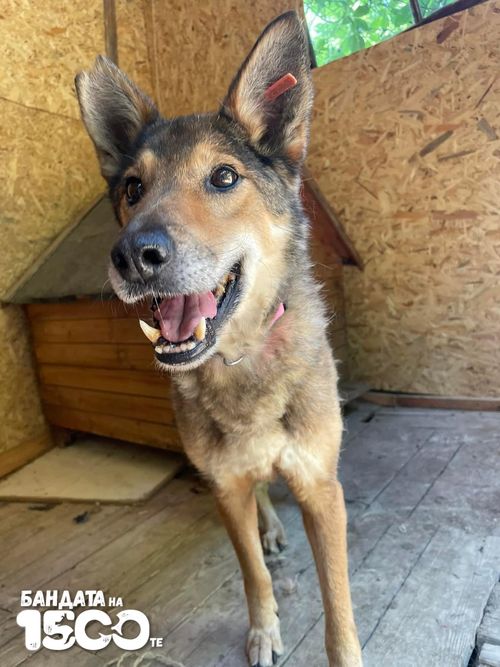 Кучето Сури в анфас.