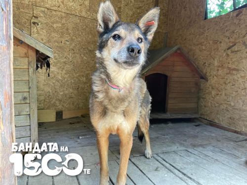 Кучето сури в кадър в цял ръст.