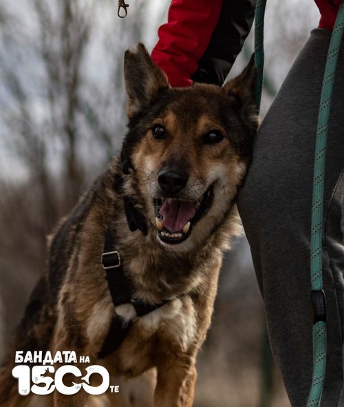 Кучето Сури се е подпряло на крака на доброволец, който го разхожда на поляна в приюта.