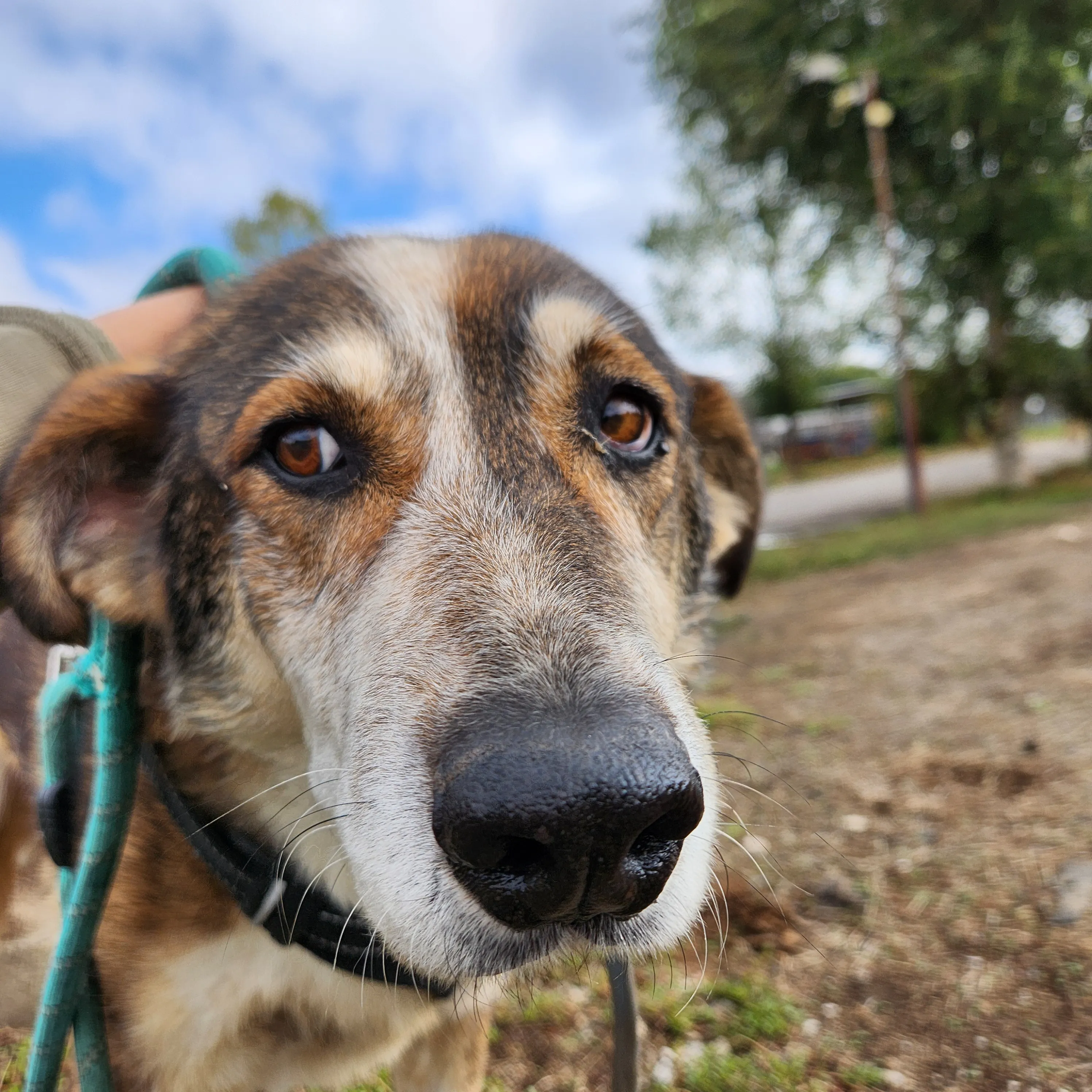 Close snapshot of Harry, a brown and white mix dog's head.