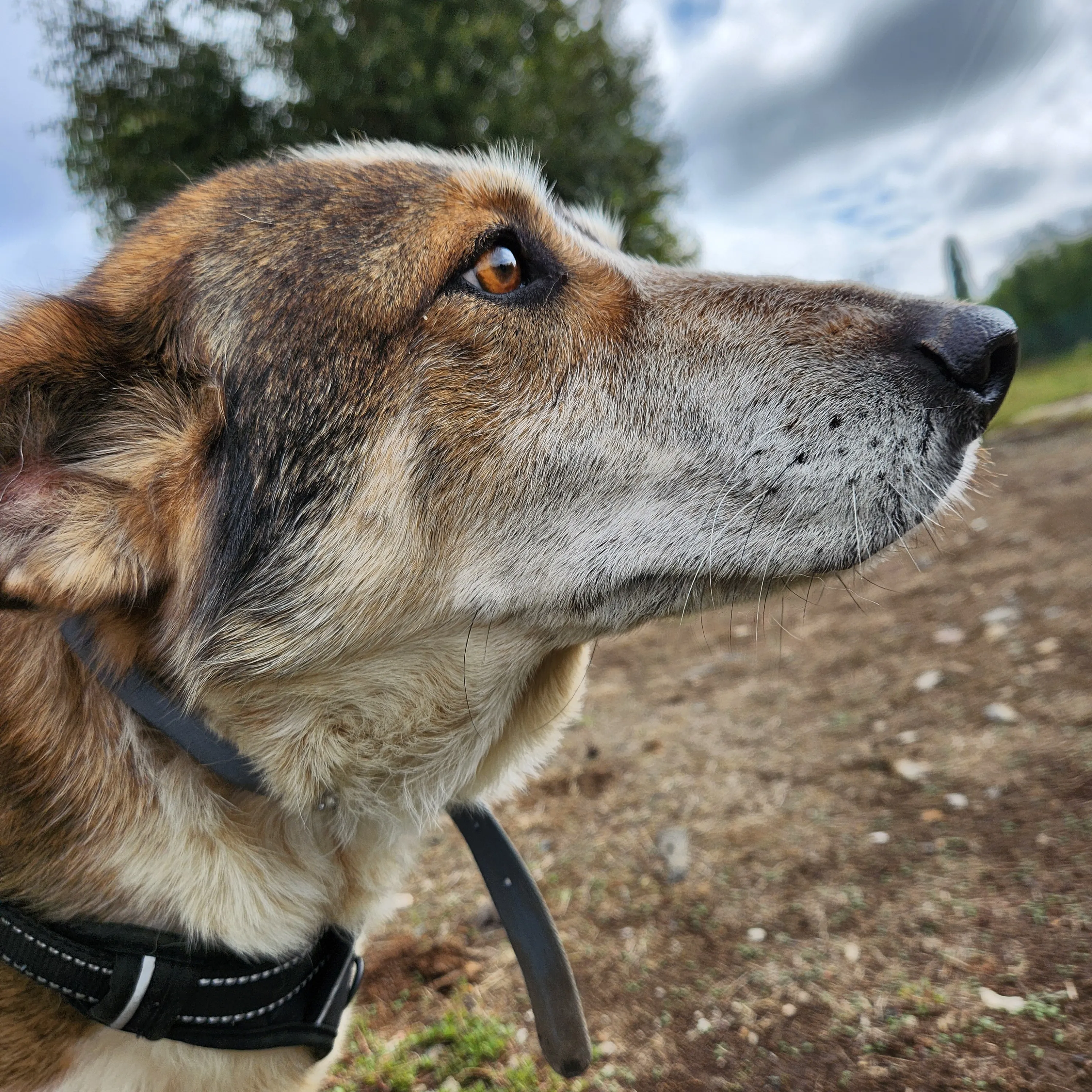 Side headshot of a brown and white mix dog.