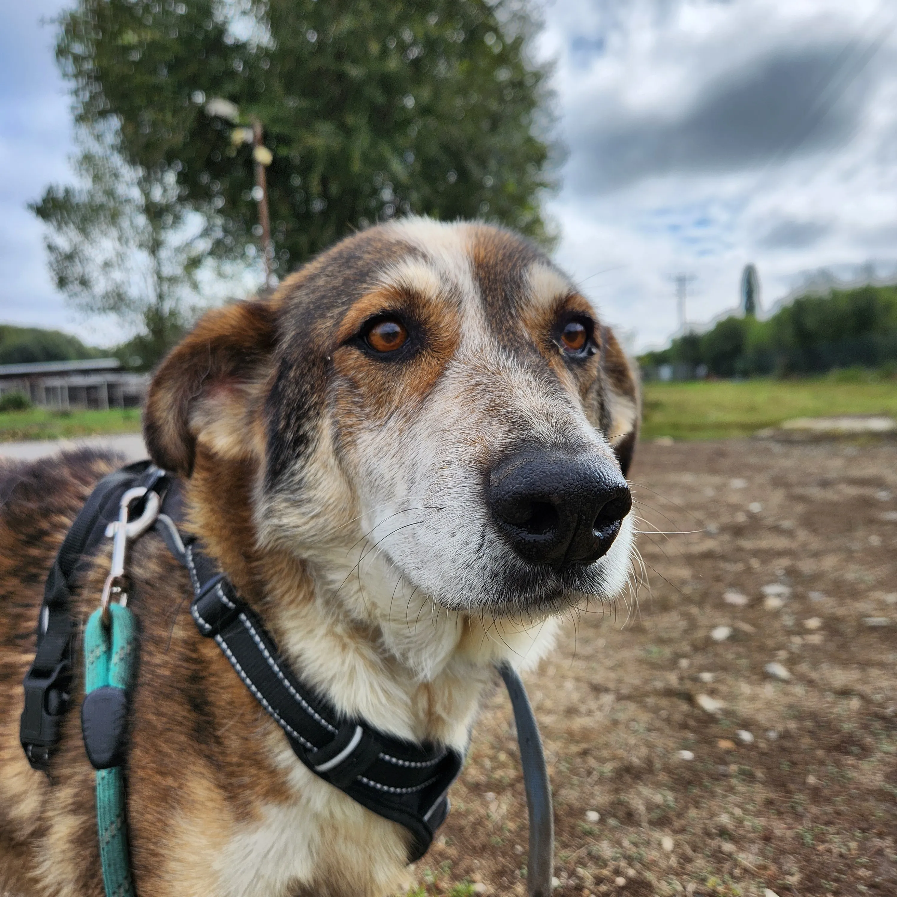 Close up of a brown-white dog.