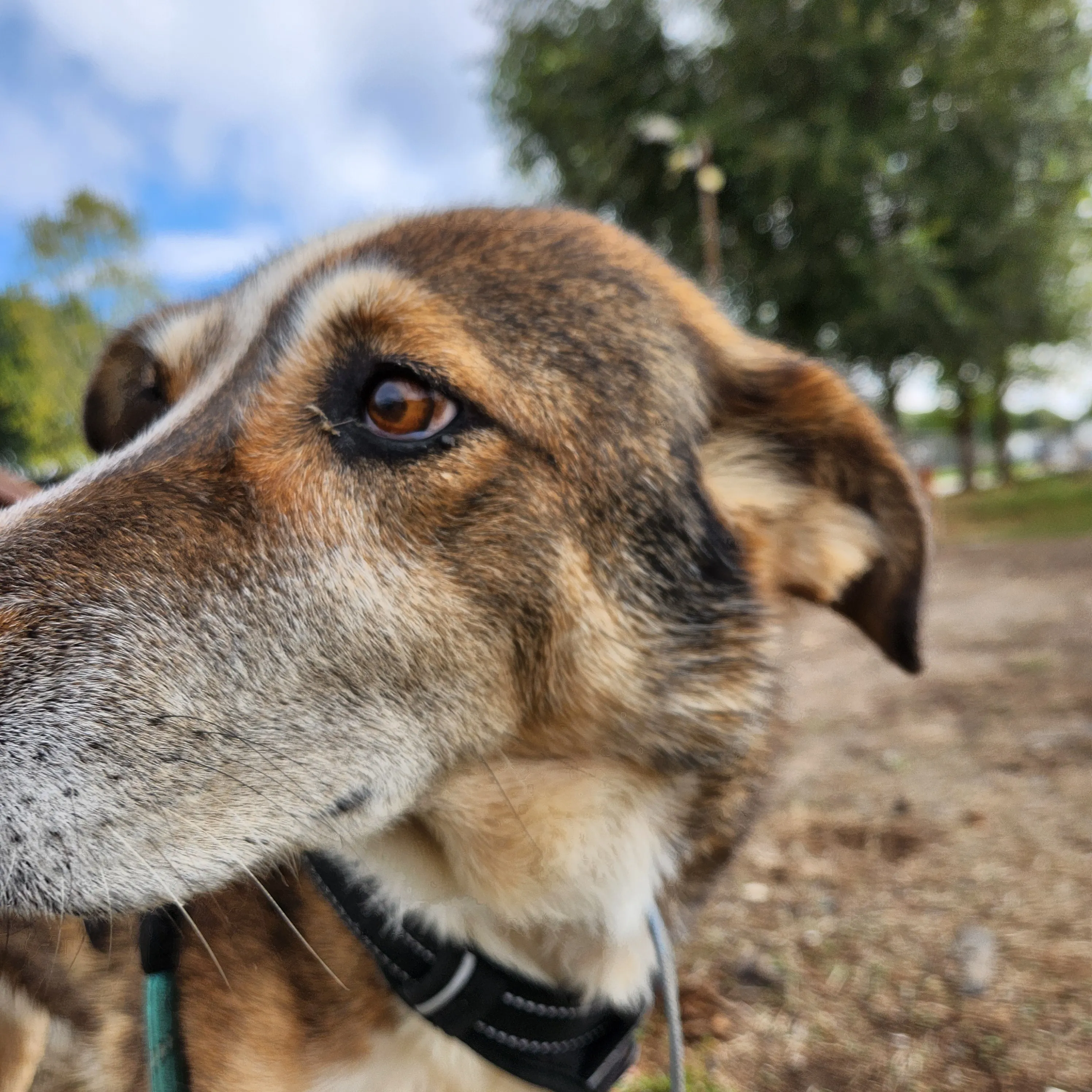 Side view of the head of Harry, a brown and white mix dog.