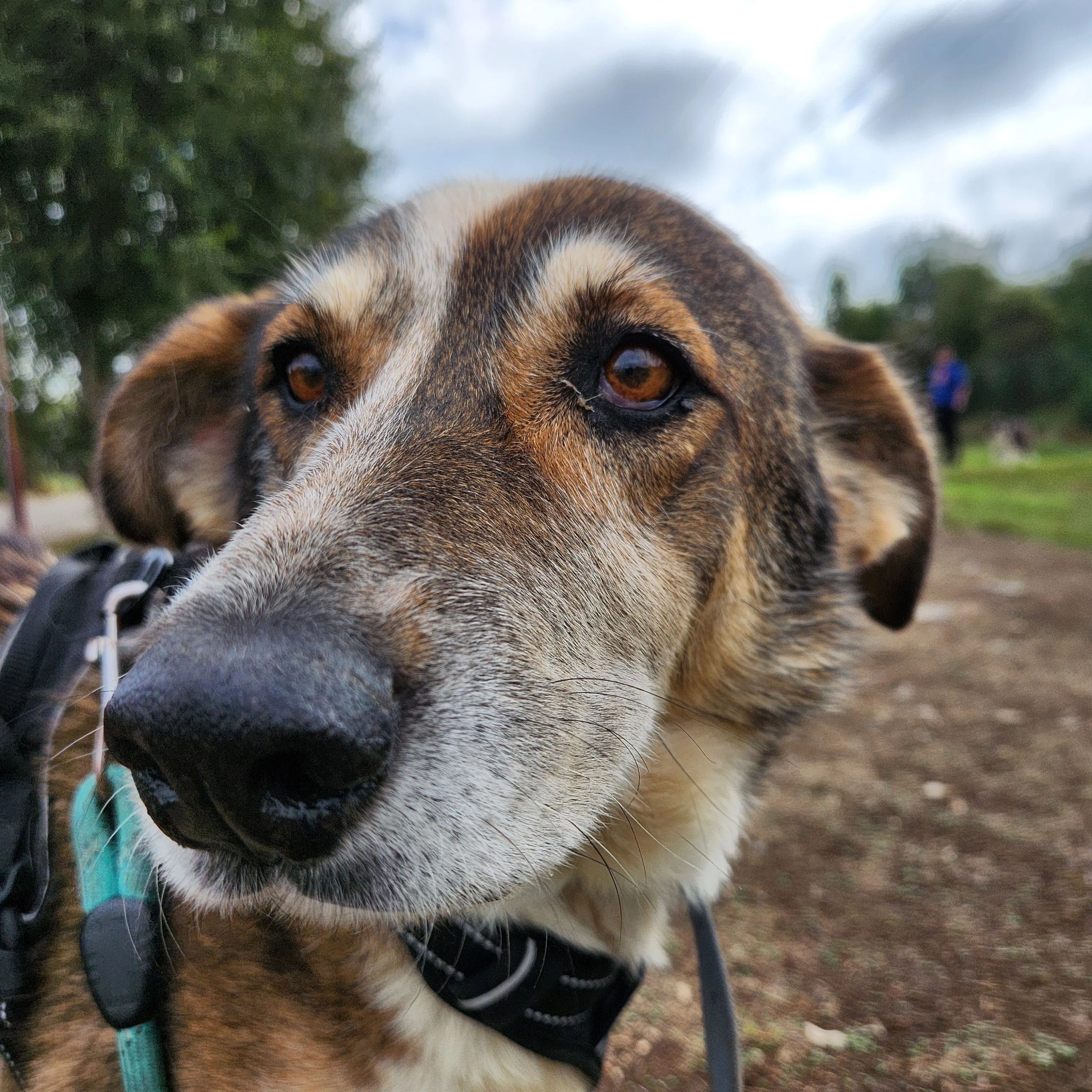 Close face view of Harry - a brown and white mix dog. 