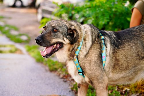 Снимка: Вера Гоцева - Lomovera