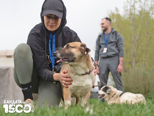 Късокрако жълто куче седи на зелена поляна и гледа надясно. До него е клекнала млада жена в сив клин и черно яке с качулка и шапка с козирка.