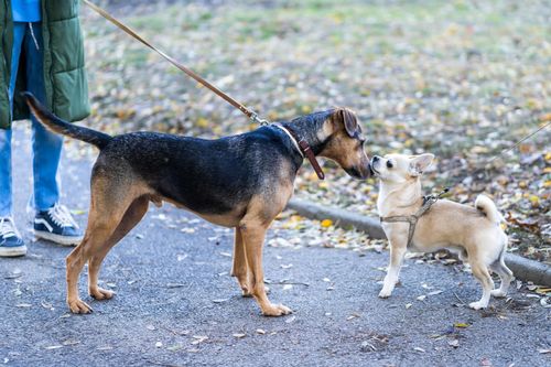 Кафяво куче души носа на малко жълто кученце по време на разходка в парка.
