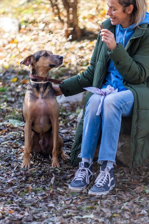Кафяво куче от ловна порода седи до своя приемен стопанин и гледа в него.
