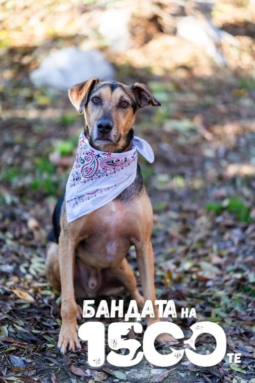 Светло кафяво куче с бяла кърпа около врата седи и гледа в обектива.