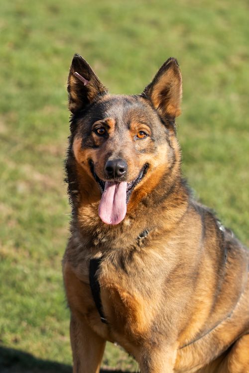 Светло-кафяво куче, наподобяващо немска овчарка, седи на зелена поляна и гледа в обектива с изплезен език.