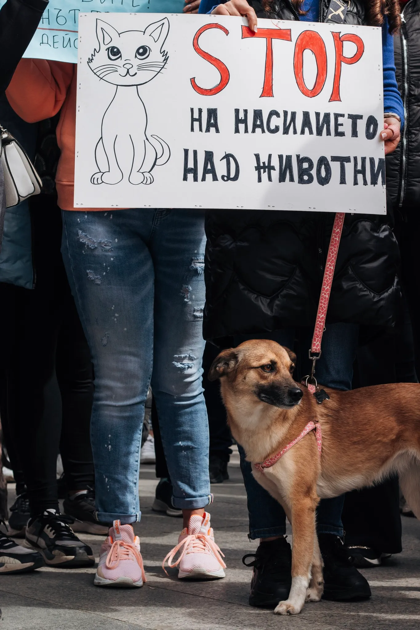 Снимка от протест срещу насилието над животни. Вижда се табела с надпис "STOP на насилието над животни", която държи човек. До краката му стои малко жълто куче с червен нагръдник и повод, което гледа назад.