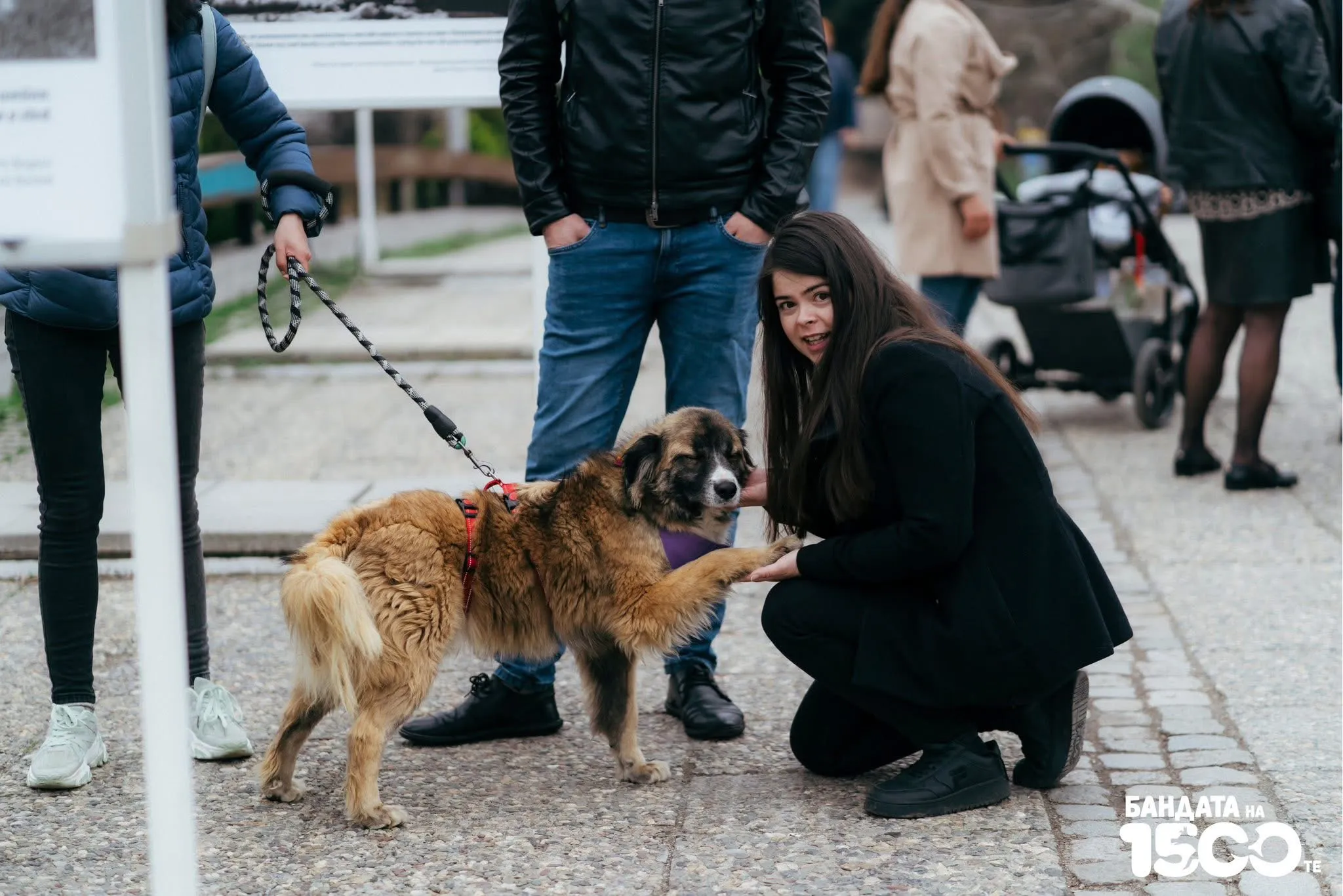 Момиче в через костюм клекнало на Моста на Влюбените до НСК в София, държи едната лапа на светло-кафяво куче с бяла муцунка в ръка.