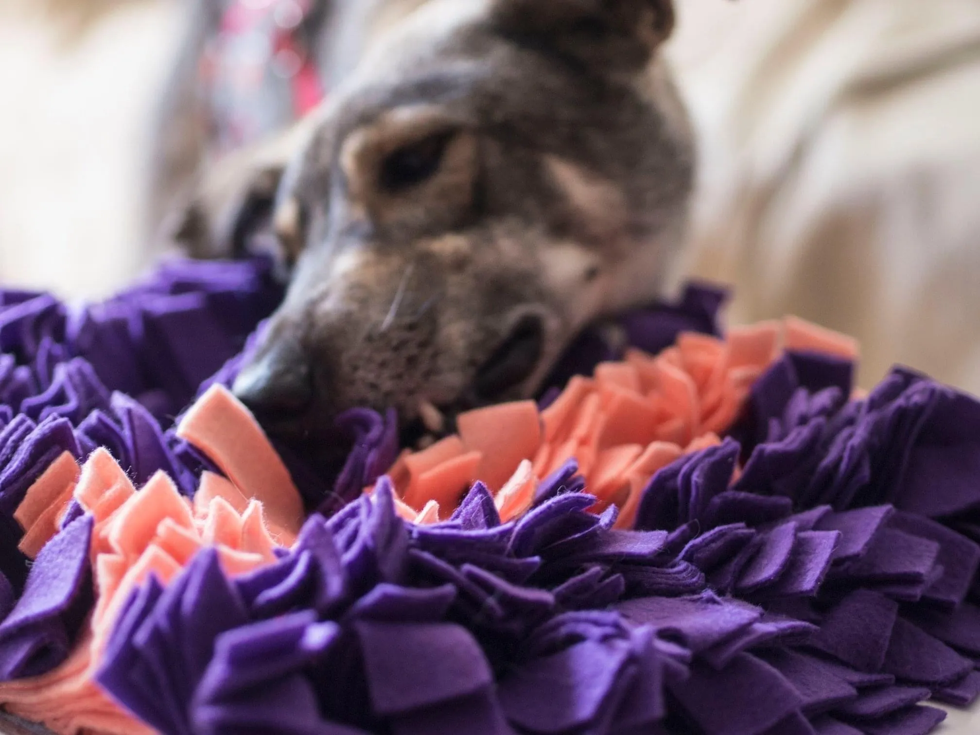 Gray dog sniffing and eating treats from a snuffle-mat.
