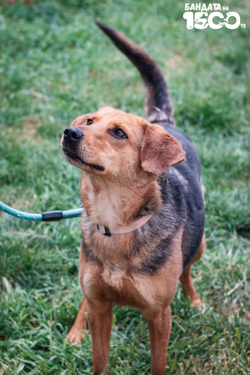 куче от приют