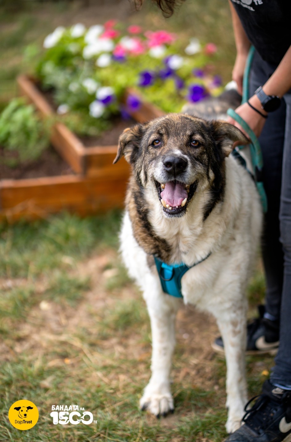 голямо черно-бяло куче