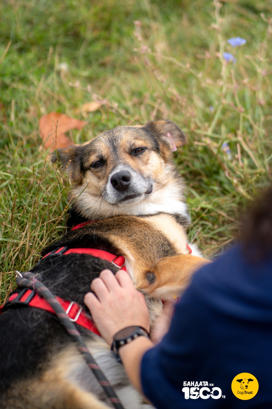 момиче гали бежово къче по корема