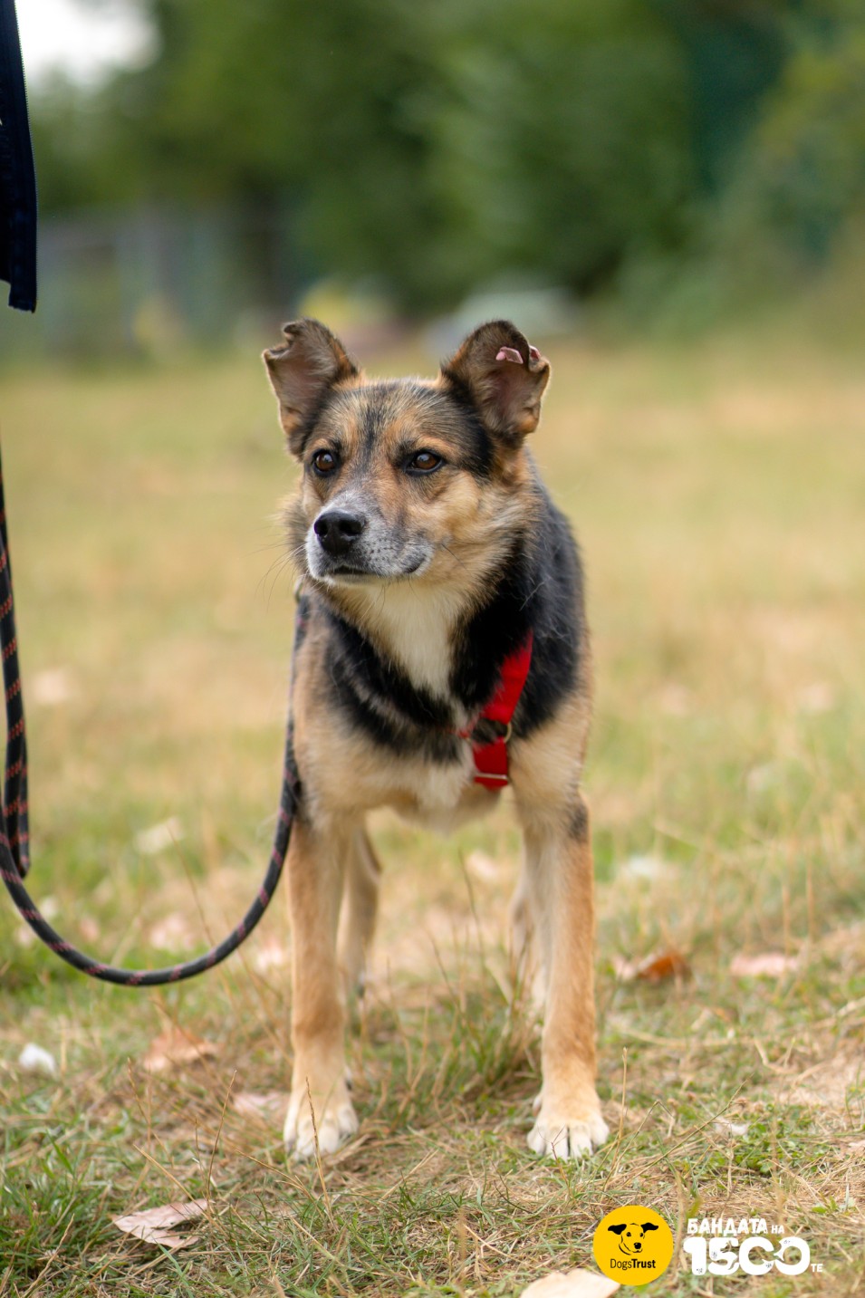 бежово куче на поляна