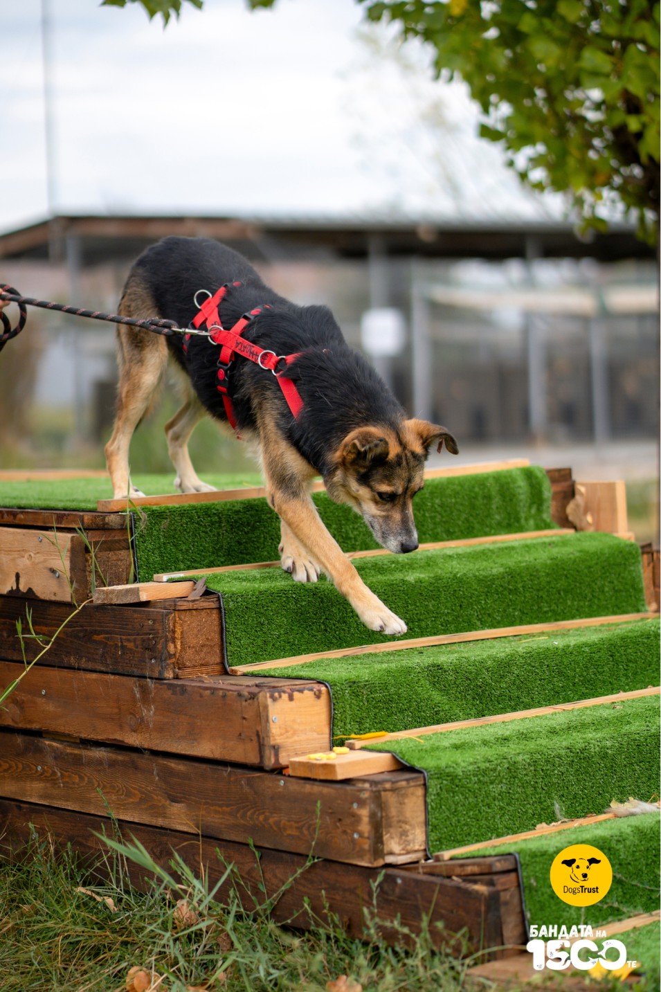 бежово куче слиза по стълби