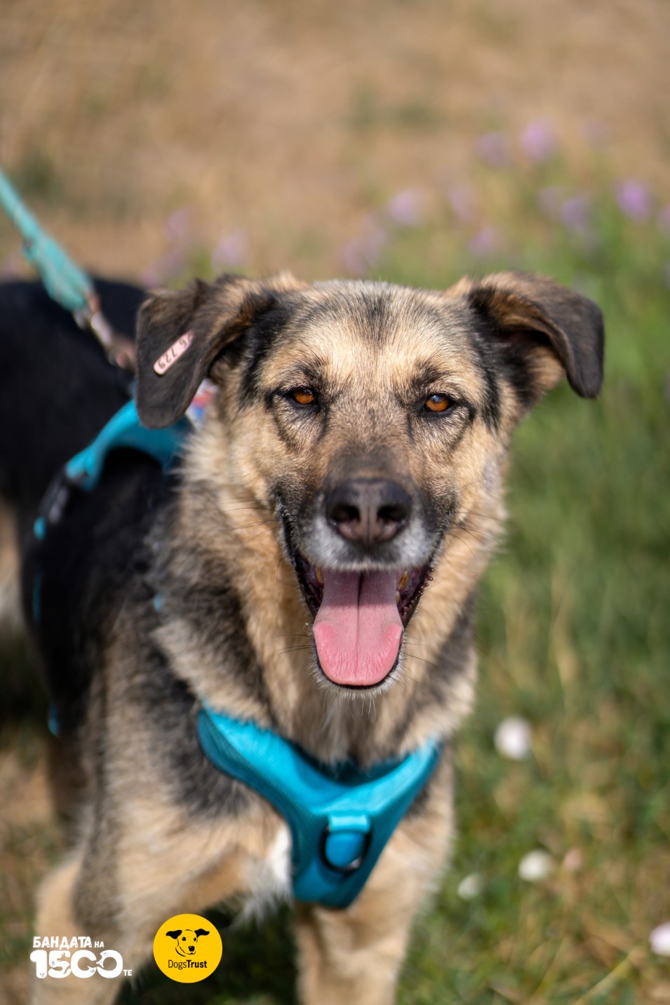 голямо бежово куче