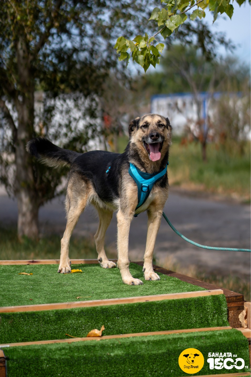 голямо кафяво куе