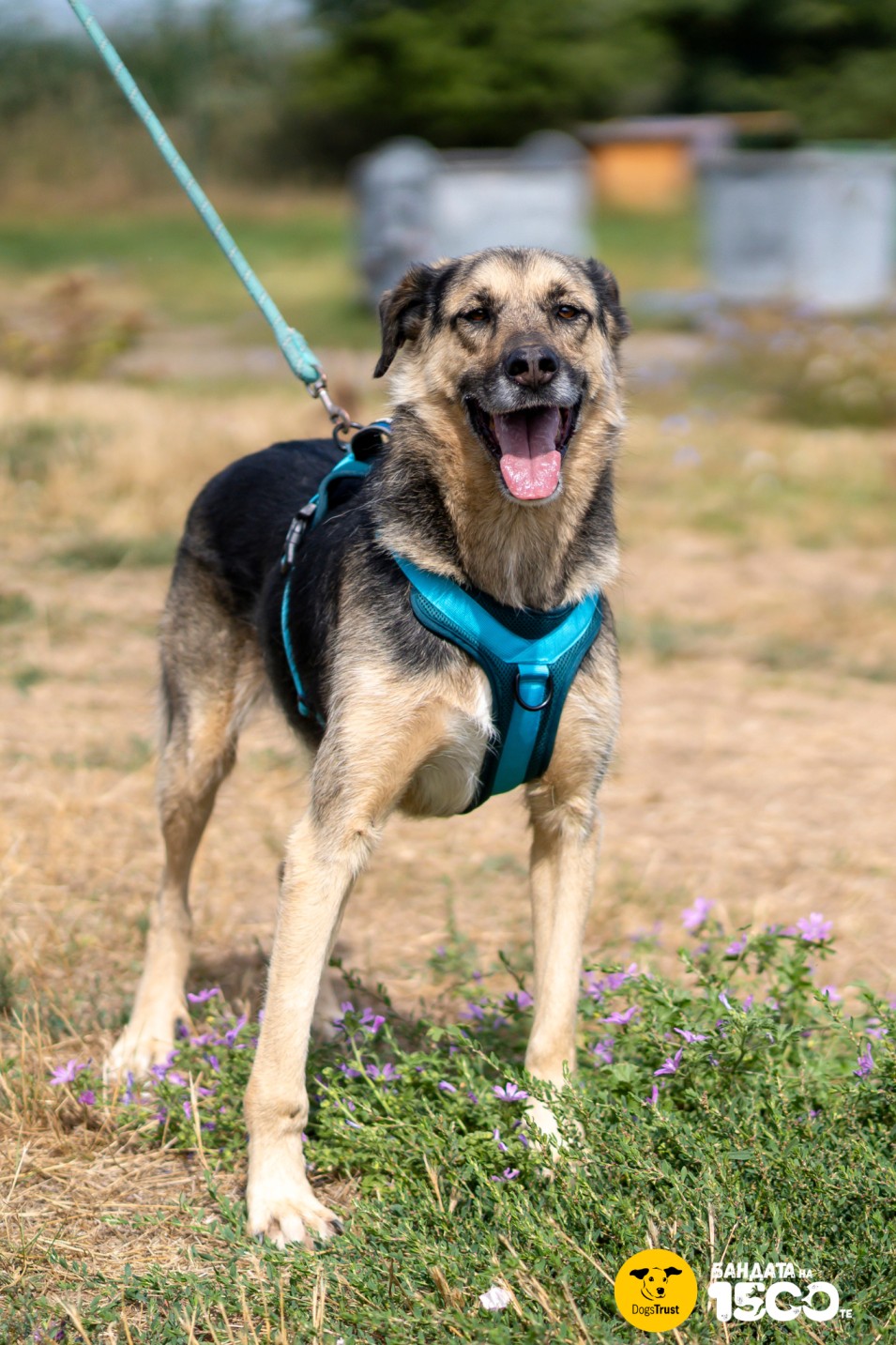 голямо кафяво куче