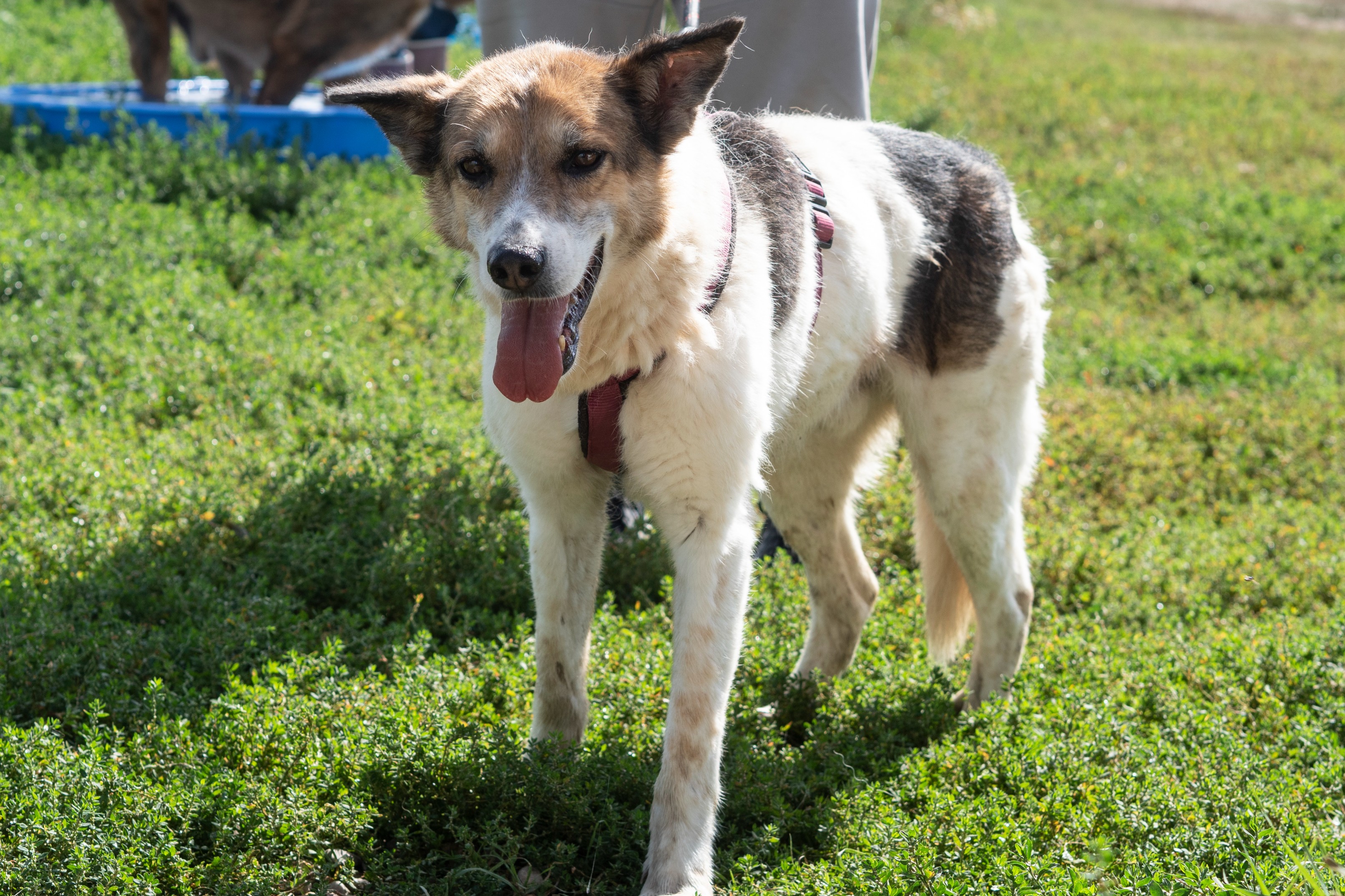 голямо черно-бяло куче