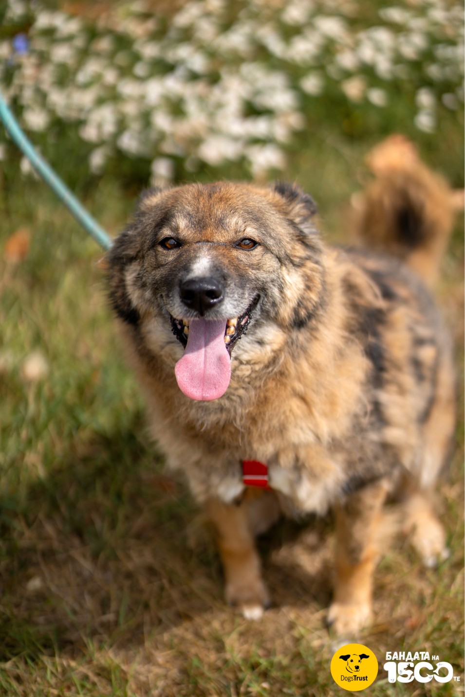 голямо кафяво куче