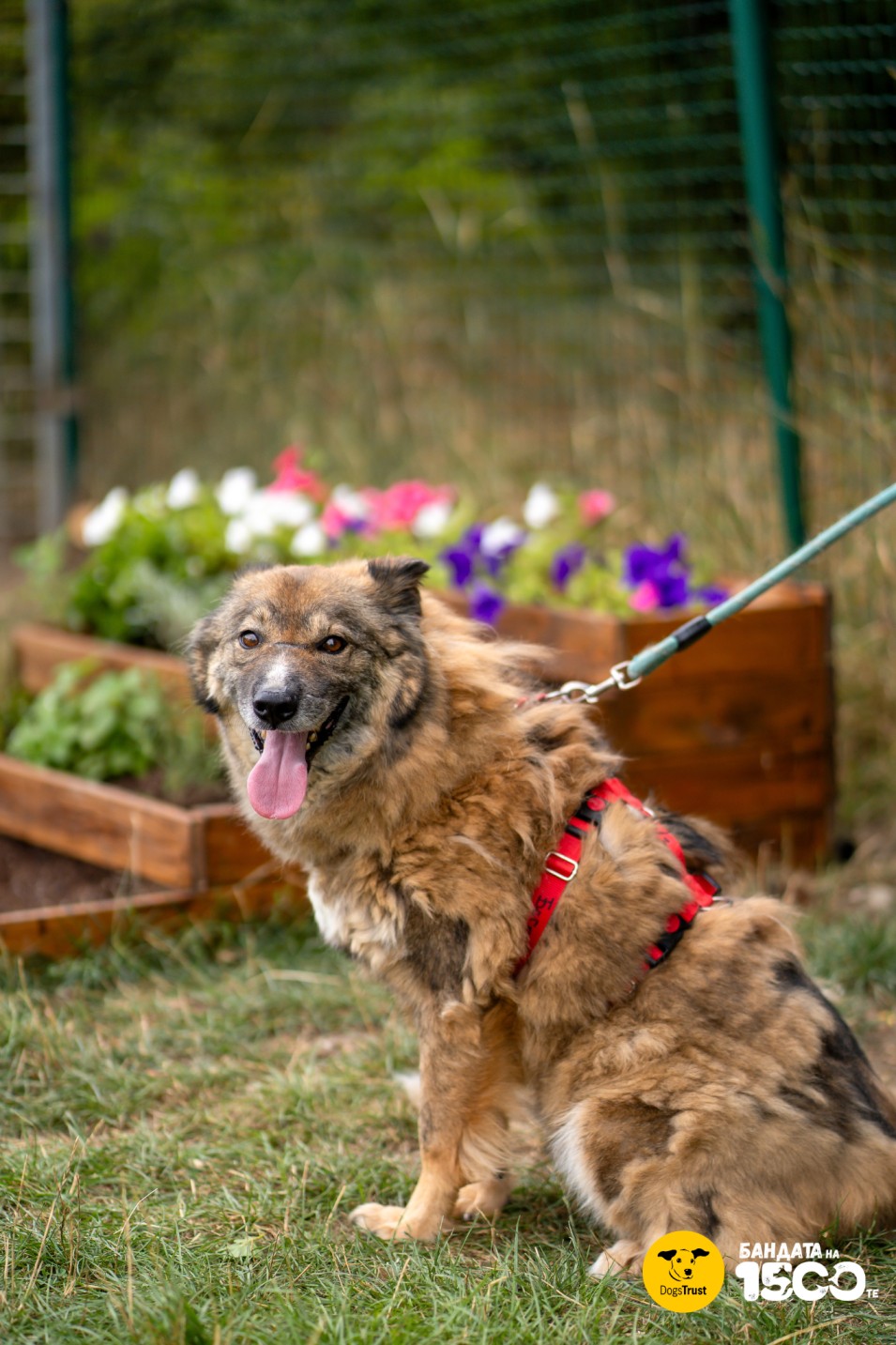 голямо кафяво куче на поляна
