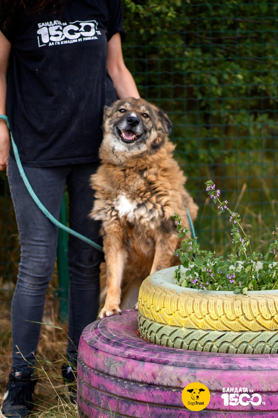 голямо кафяво куче