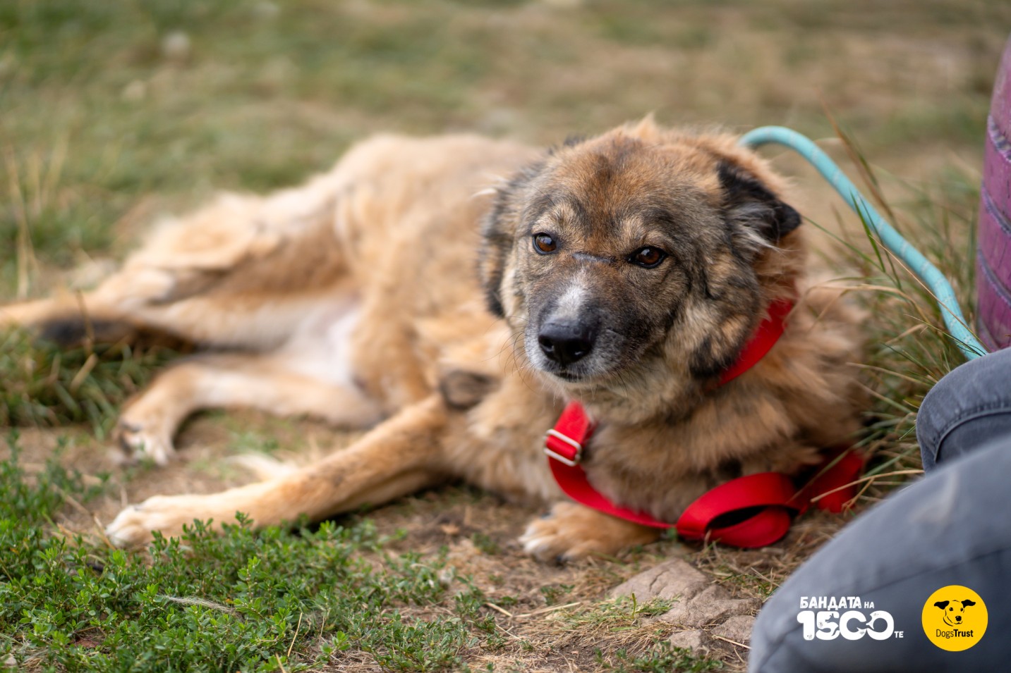 голямо кафяво куче 