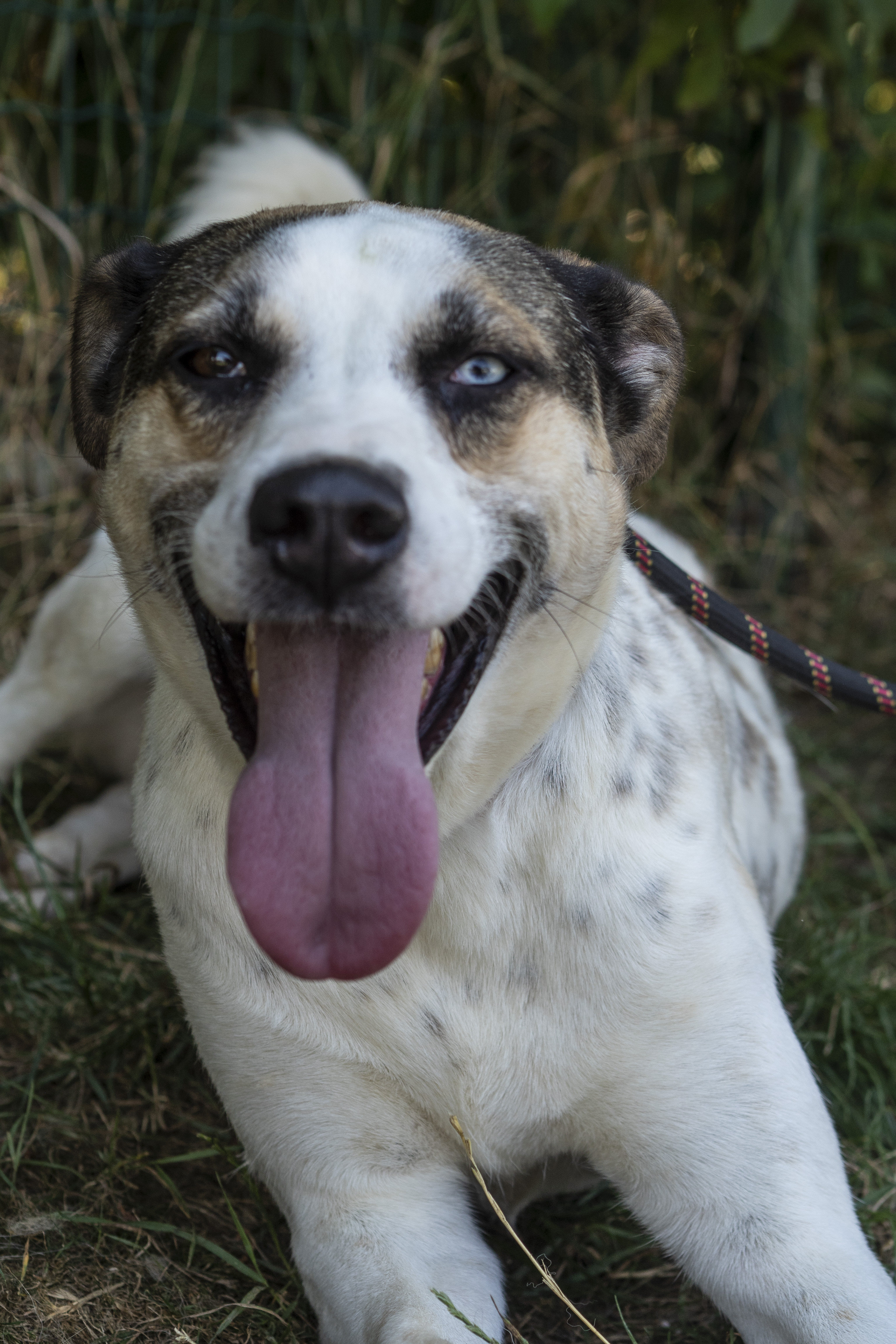 бяло куче с кафеви и черни петна с изплезен език