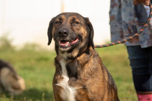 кафяво куче с бяло на гърдите на фона на зелена поляна