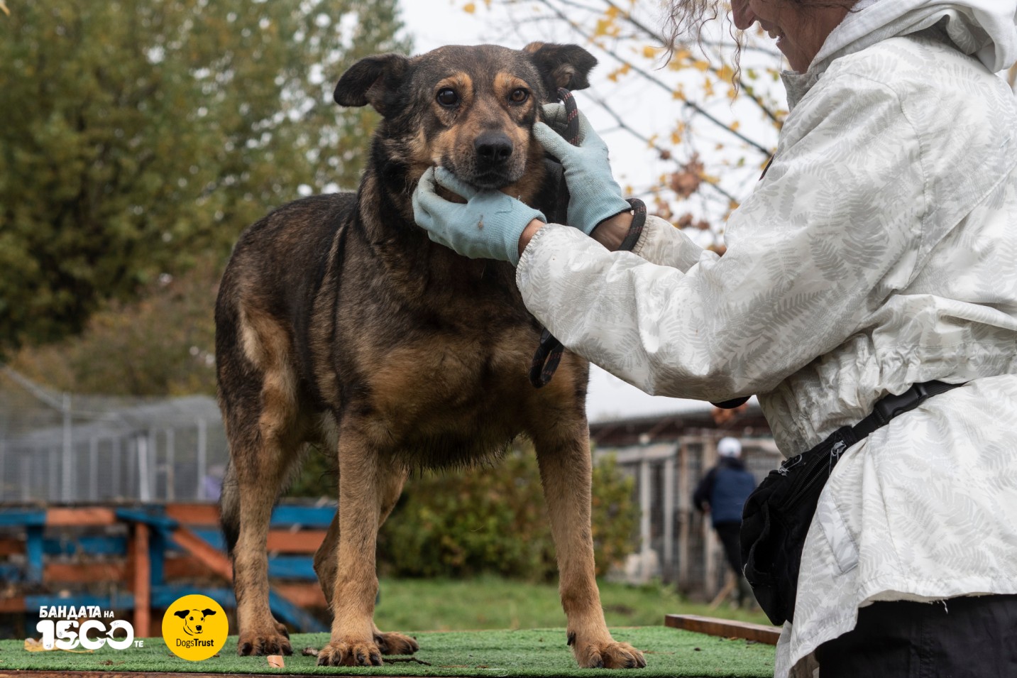 голямо кафяво куче