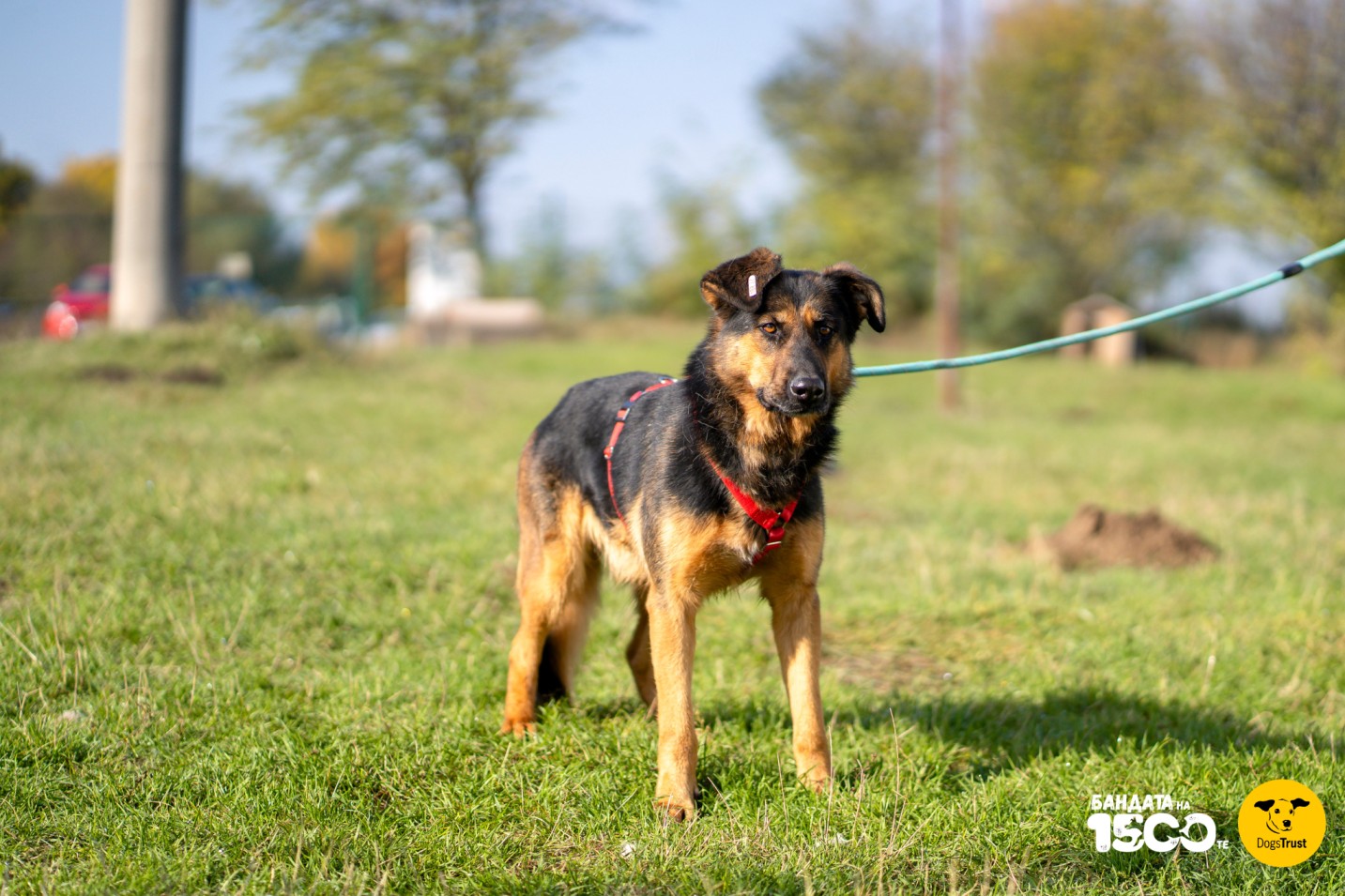 голямо кафяво куче в парк
