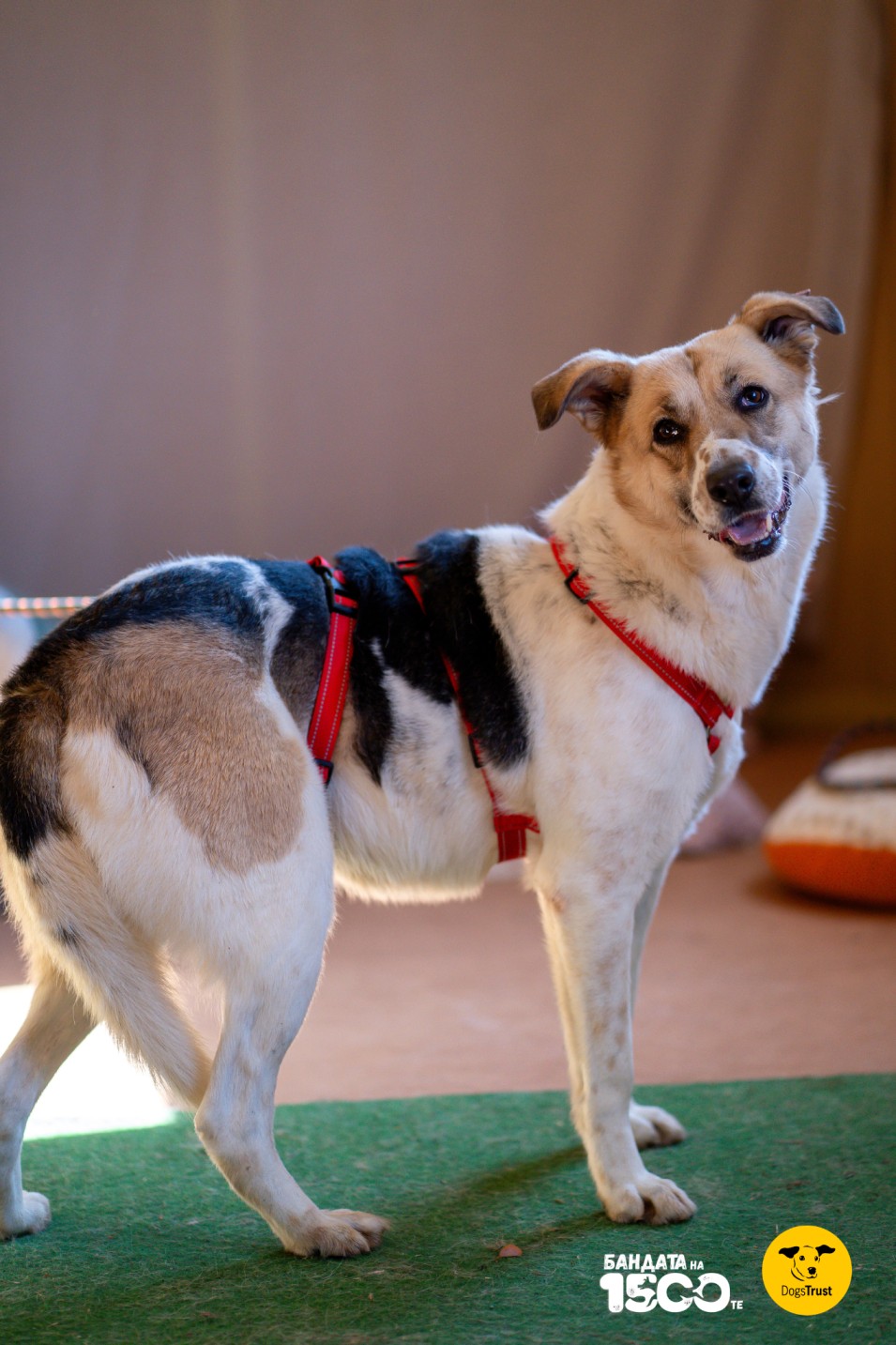 бяло куче с черни петна в стая