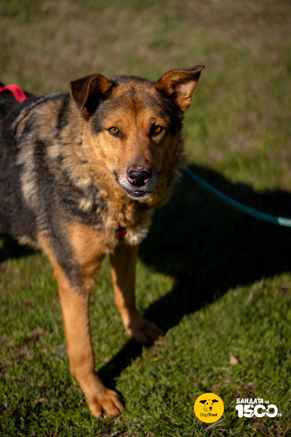 голямо кафяво куче