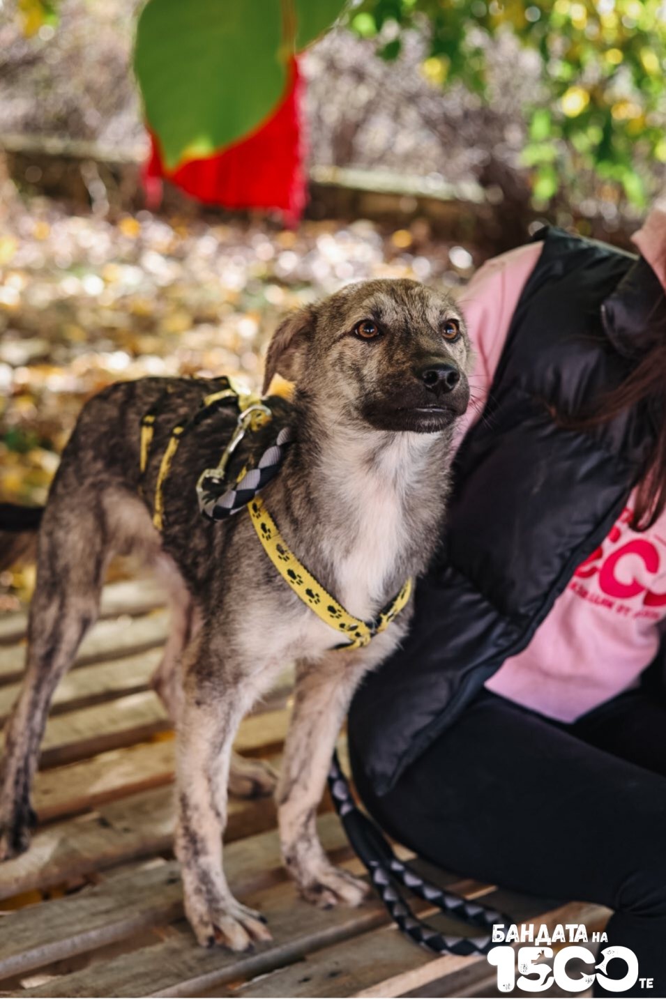 малко сиво куче
