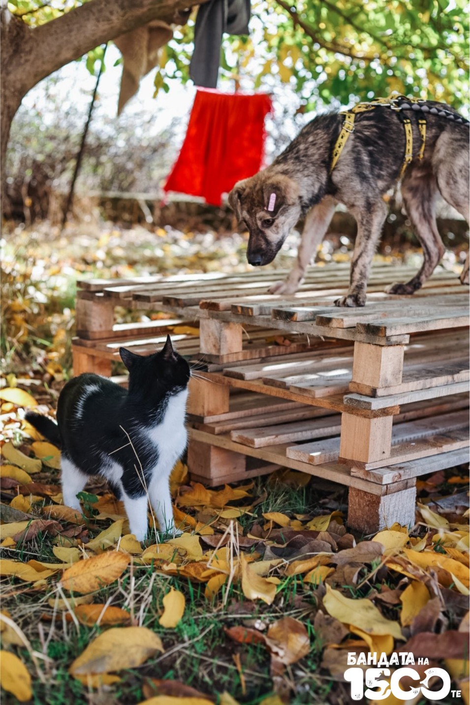 малко сиво куче и котка