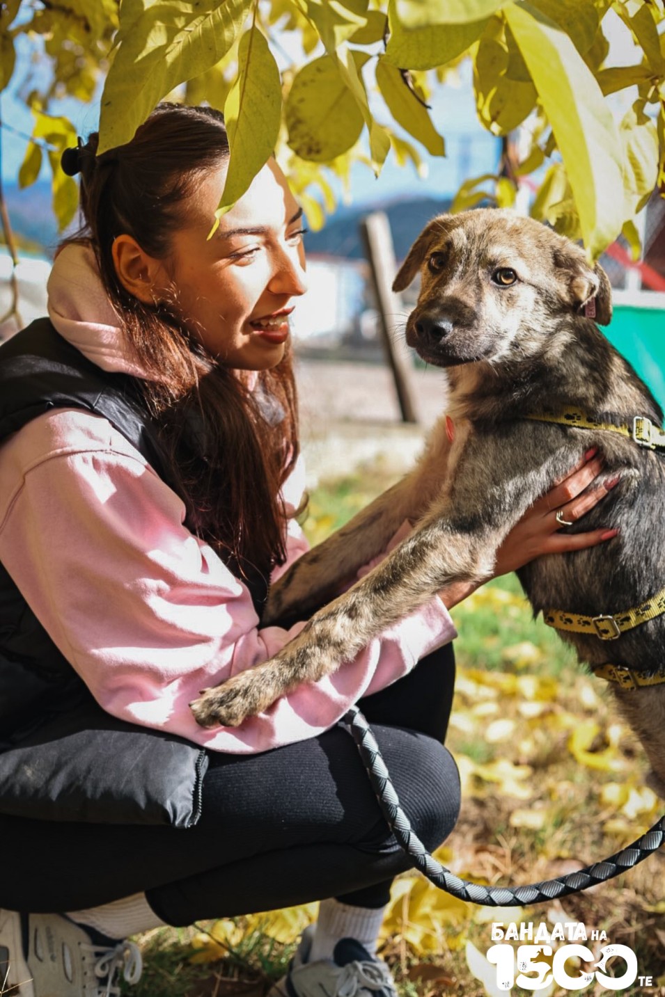 малко куче и момиче на поляна