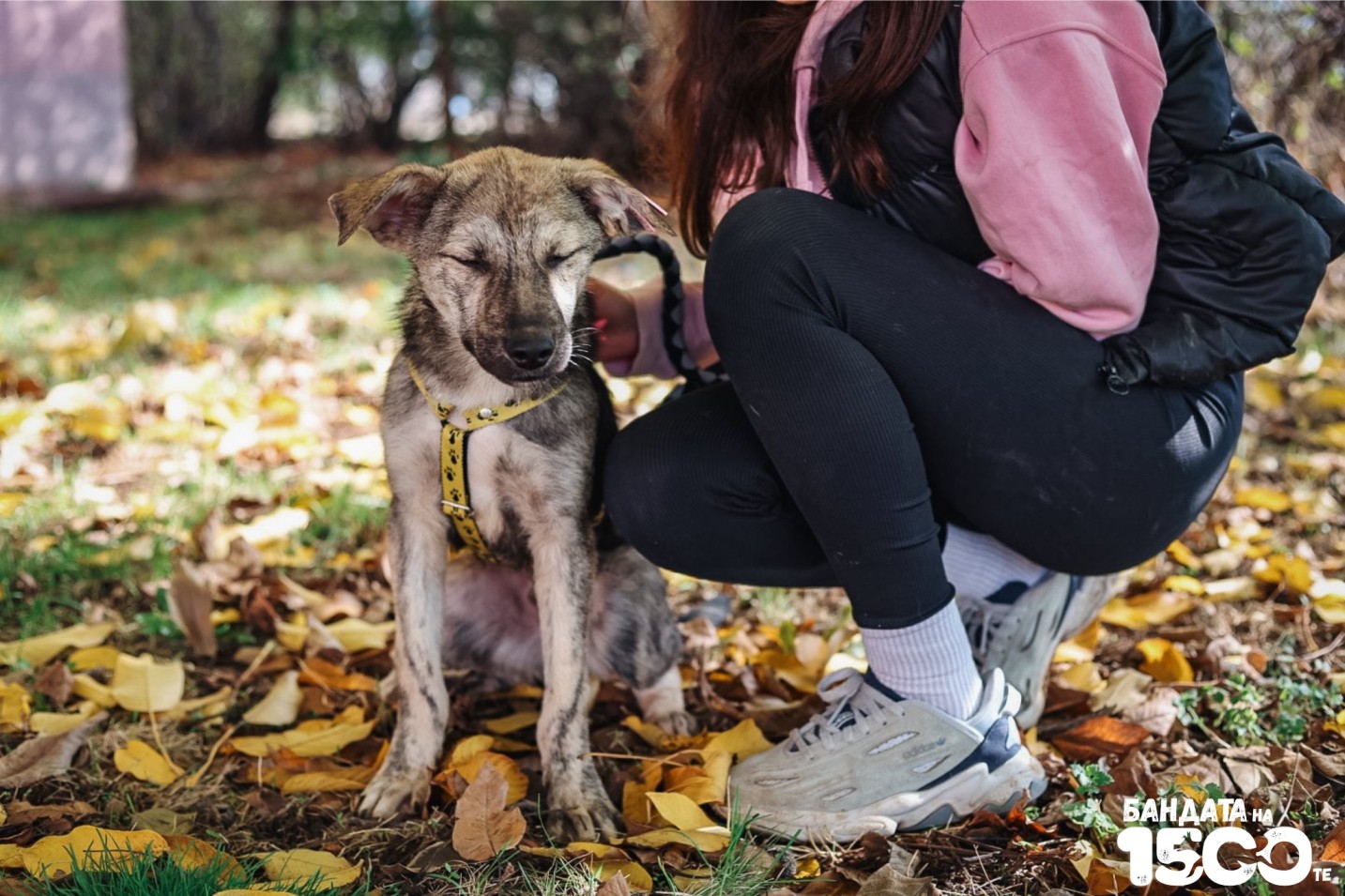 малко сиво куче