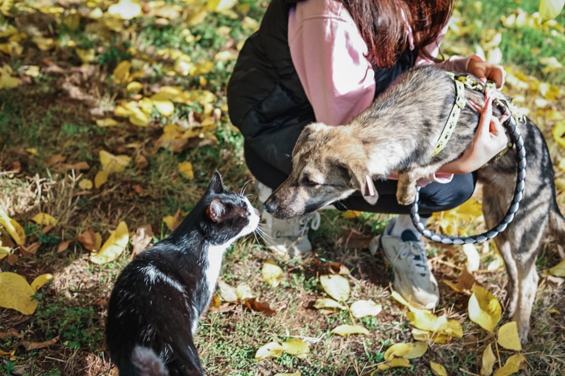 малко сиво куче и котка