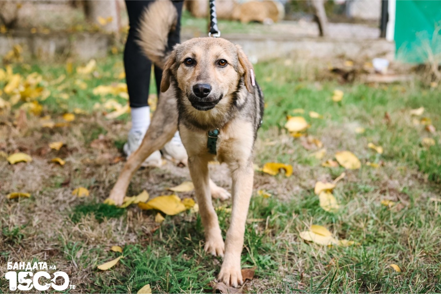 малко сиво куче