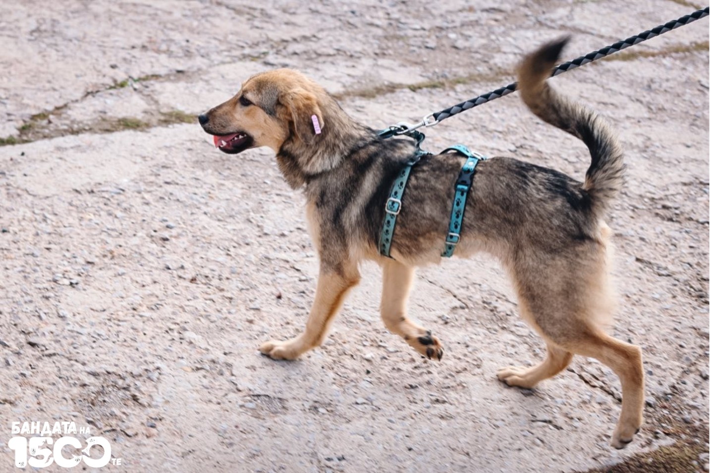 бебе куче на полянач