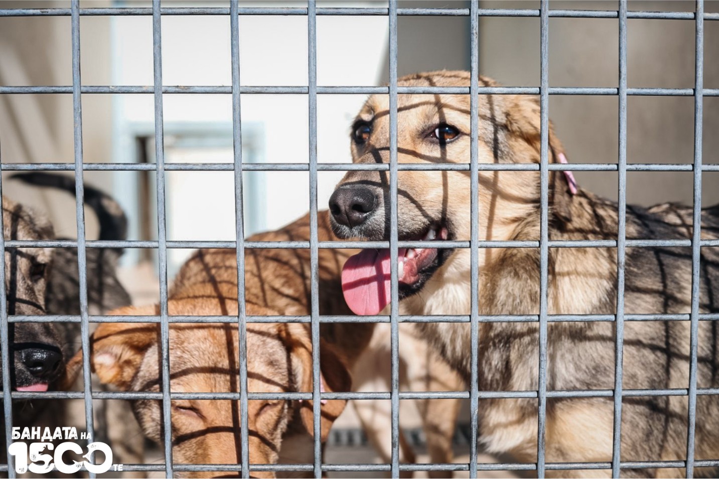 бебе  куче в клетка