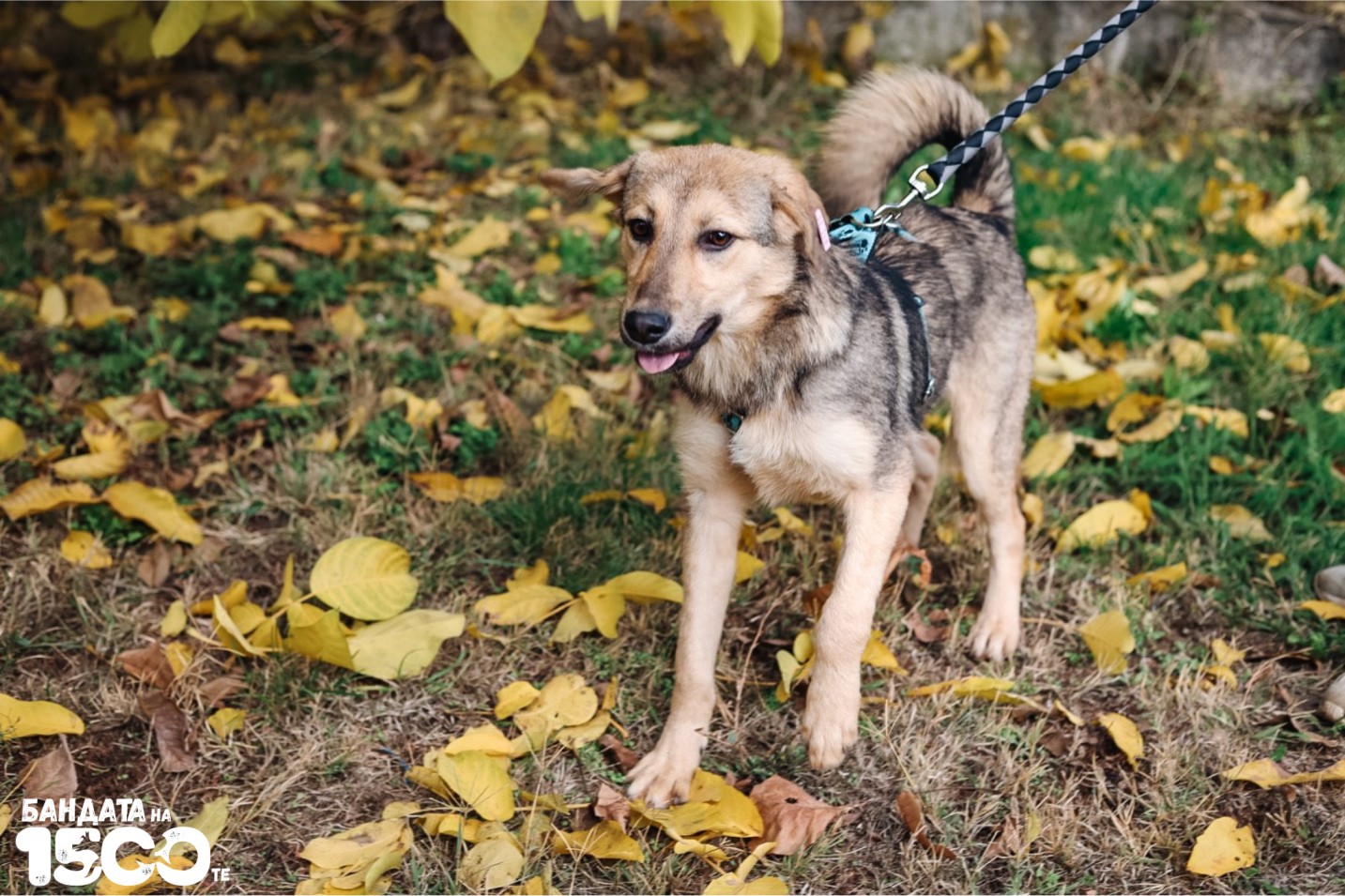 сиво куче на поляна