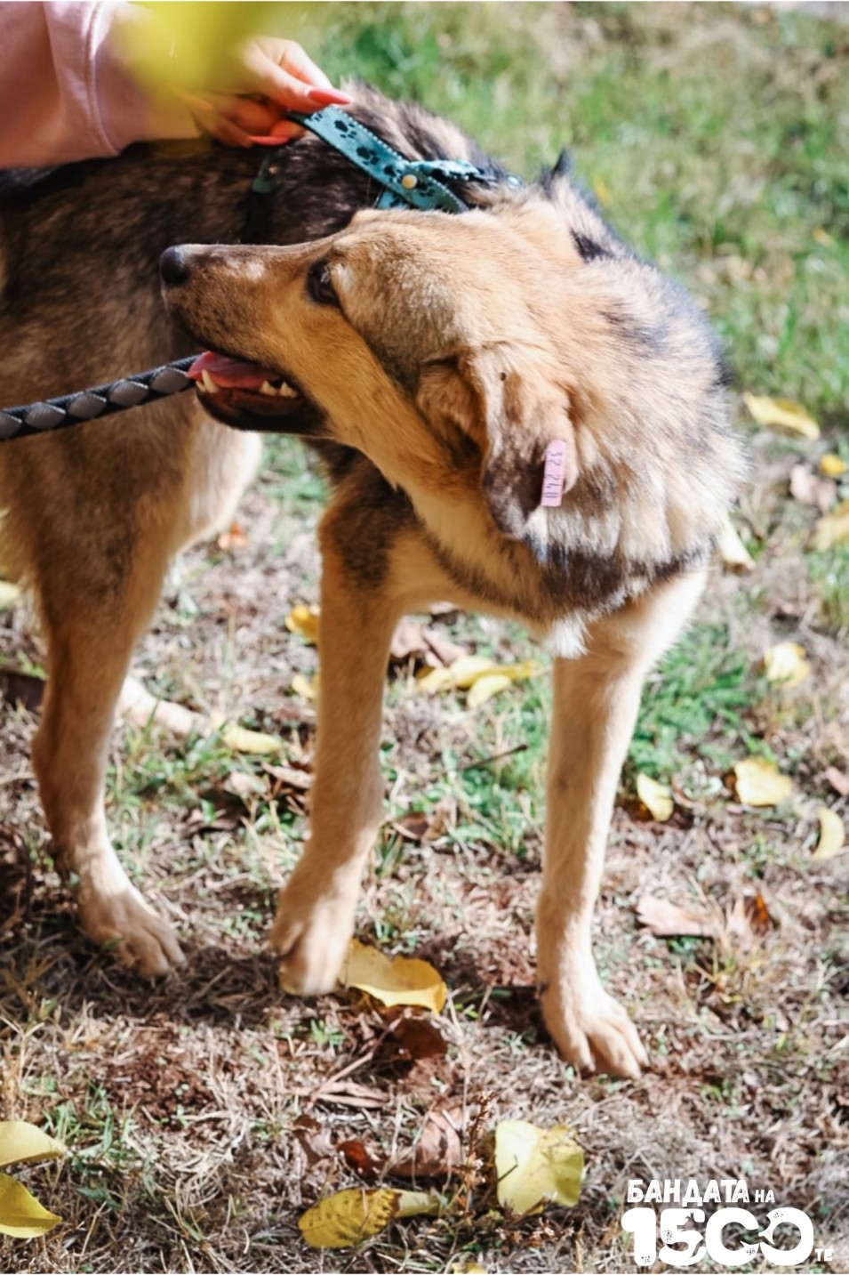 малко бебе куче