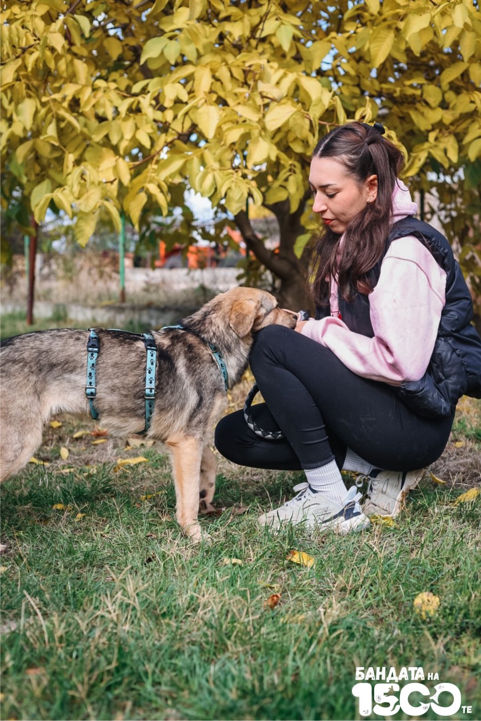 момиче гали сиво куче