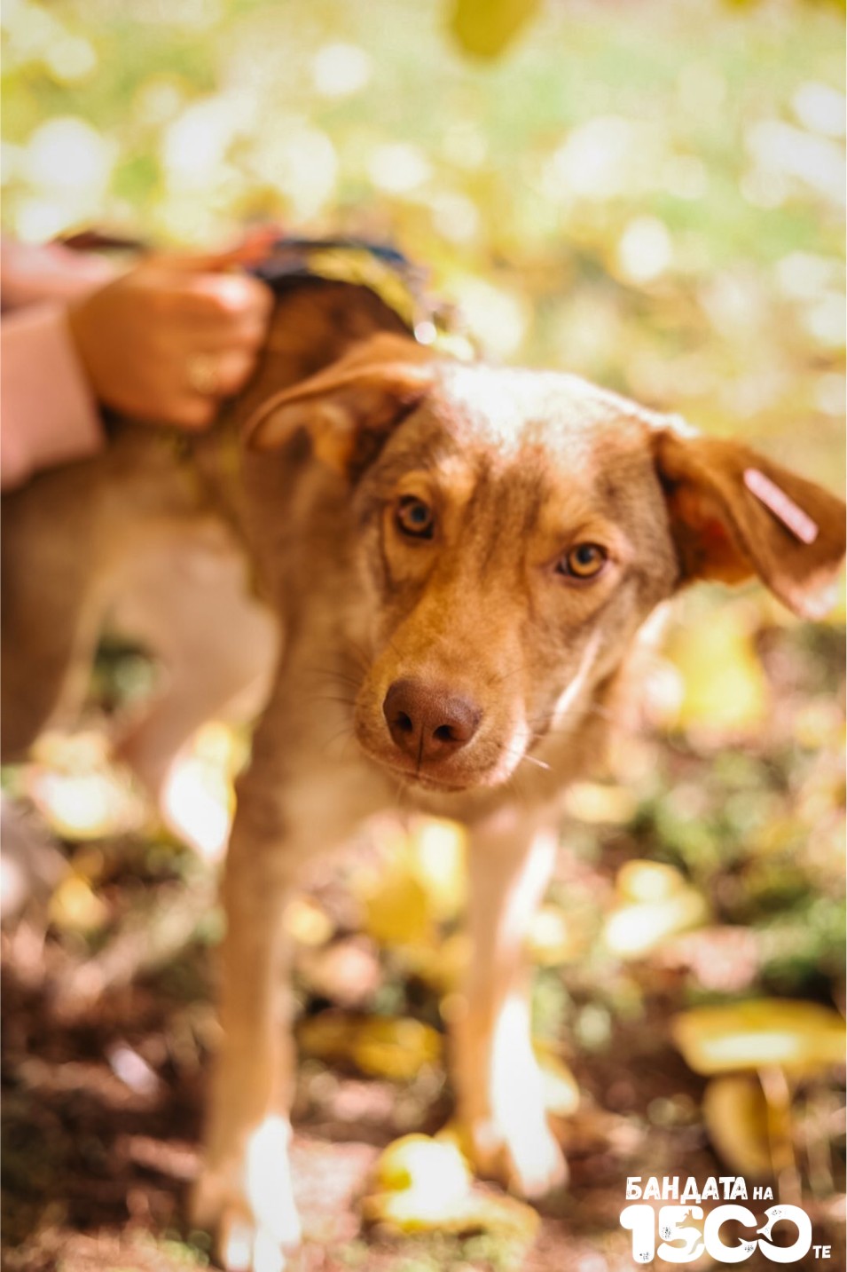 малко кафяво куче