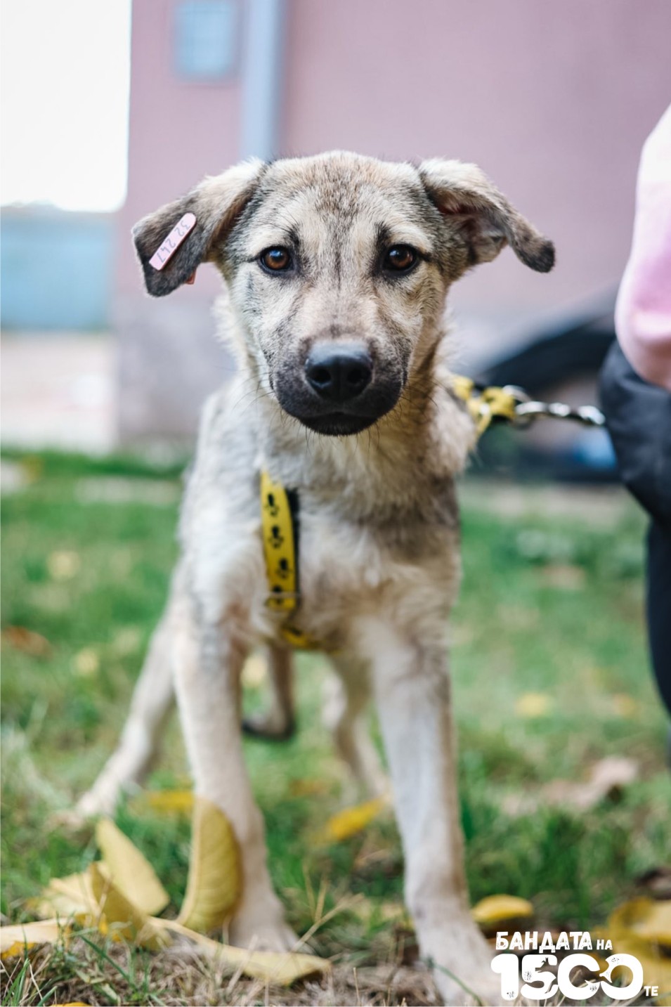 малко сиво куче