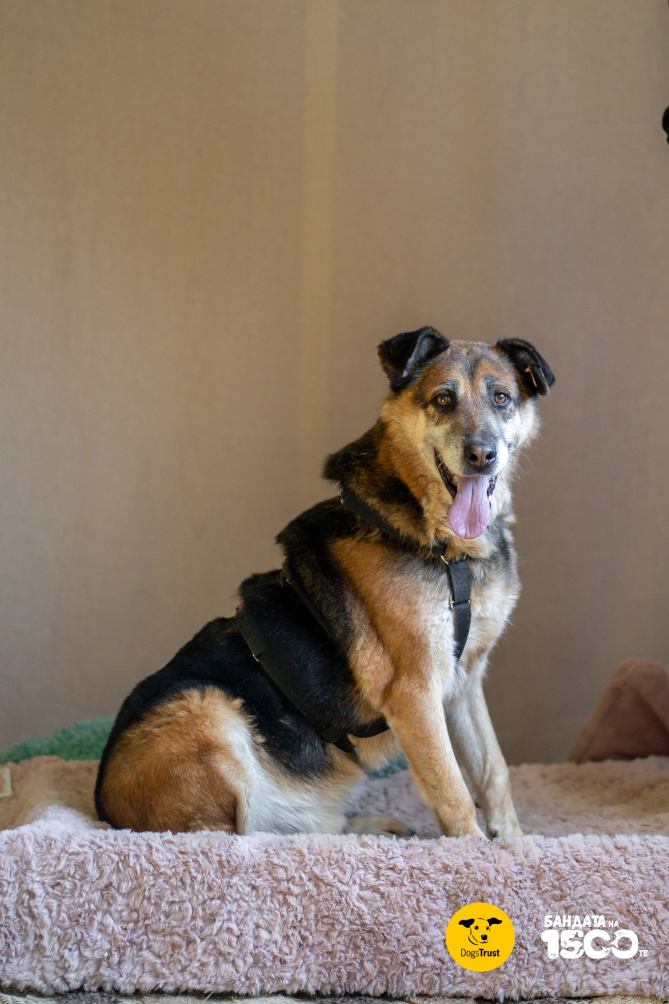 голямо куче намиращо се в стая